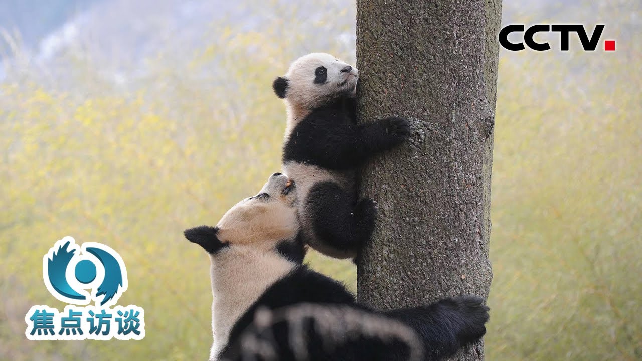 和大熊猫做“邻居”、给黑熊开“食堂”？这个小村庄如何让“保护与致富”两全其美？| CCTV「焦点访谈」20251013