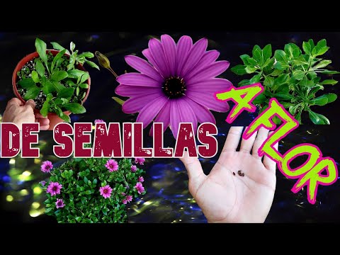 Video: Cultivo de Osteospermum a partir de semillas en casa