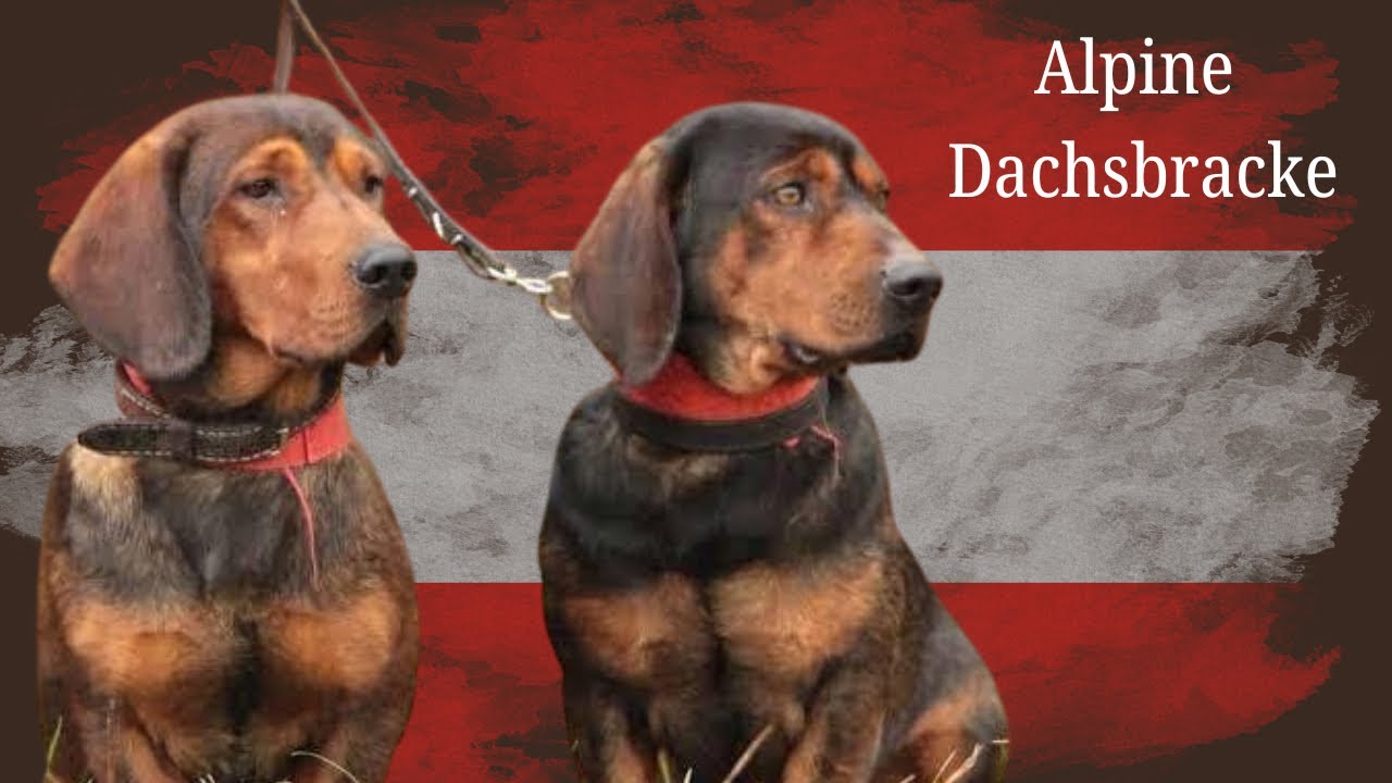 Alpine Dachsbracke | Dog Breed Overview