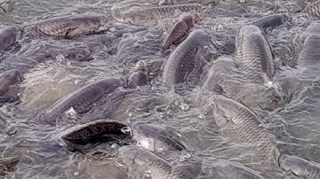 nuôi cá trắm chép kết hợp cá rô phi