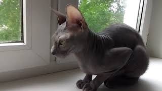 2 минуты Донского сфинкса 😻/2 minutes of the Don Sphinx🐱😻#animals #sphynx #cats