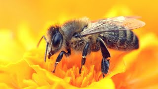 Honeybees: Tiny Creatures, Infinite Wisdom — The Creator’s Blueprint Revealed