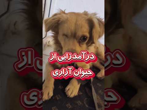 درآمدزایی معتادها از سگ آزاری  