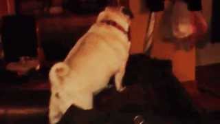 The Howling Pug
