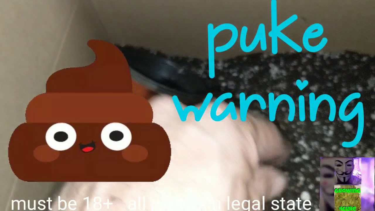 LED Medical Marijuana grow tent ONLY 200 watts: transplanting LEMON Tree