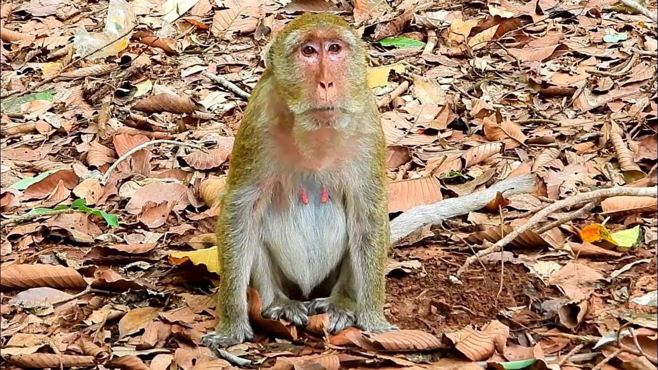 explorer 1 What monkey do with poor baby, Real life of monkey-02