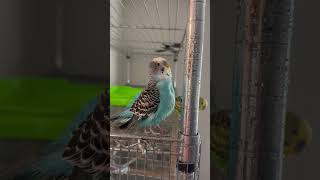 Fun Little Blue cockatiel parakeet birds parrot cute pets birb shorts tiktok funny floof