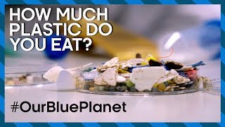 How Much Plastic Do You Eat? #OurBluePlanet | Earth Lab