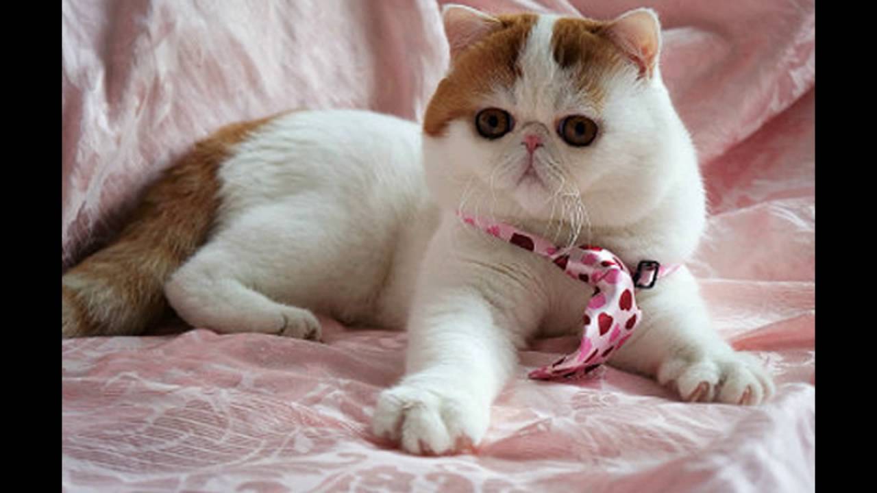 Японские Кошки Породы Фото