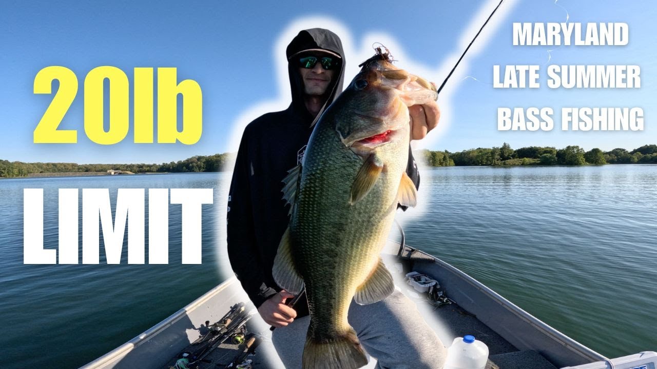My Local Lake is LOADED with Big Bass