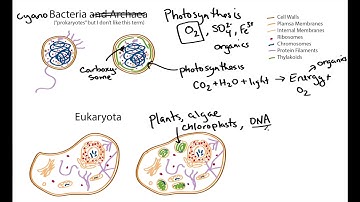 Photosynthetic Cell Structure: Cyanobacteria and Algae (geobiology)