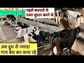          patel dairy farm gujarat