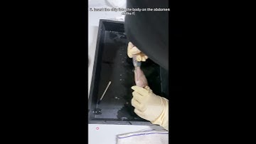 Fish Tagging Using PIT Tag #tilapia #fish #student