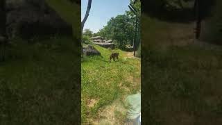 Puma # أسد الجبل ️ parc zoologique de Vincennes ️حديقة الحيوانات باريس