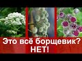 борщевик сосновского как отличить/как выглядит борщевик ядовитый/как выглядит борщевик сосновского