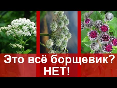 Видео: Бид сайтыг Сосновскийн Hogweed -ээс цэвэрлэдэг