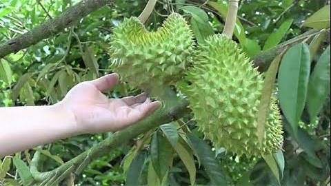 Trung Quốc lần đầu trồng thành công sầu riêng tại tỉnh Quảng Đông