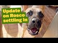 An update on rosco settling in
