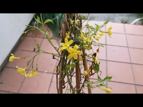 Vídeo: Italian Jasmine Flower Care - Como cultivar um jasmim amarelo italiano