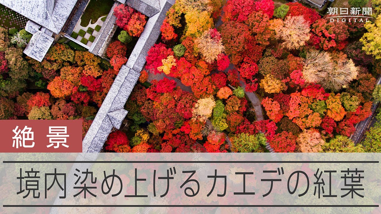 Kyoto temple awash in fall colors of crimson and gold - YouTube