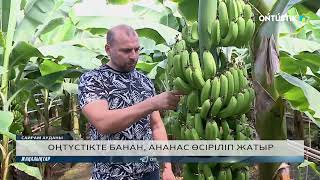 ОҢТҮСТІКТЕ БАНАН, АНАНАС ӨСІРІЛІП ЖАТЫР