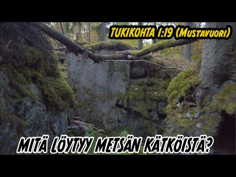 Video: Jännittäviä kaksintaisteluita villieläinten välillä