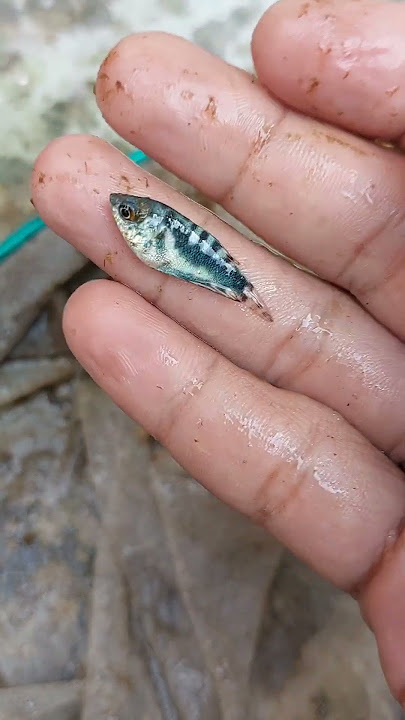ngambil udang hias buat aquascape #shorts #aquascape