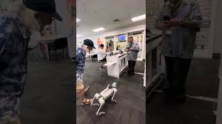 Ilio Robot Dog auditions for Verizon  ad.