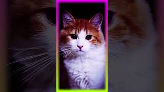 Cats shortvideo shorts trendingshorts ytshorts cat