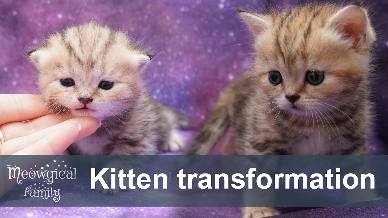 😵 Cute newborn kitten transformation: 21 days in 2 minutes - YouTube