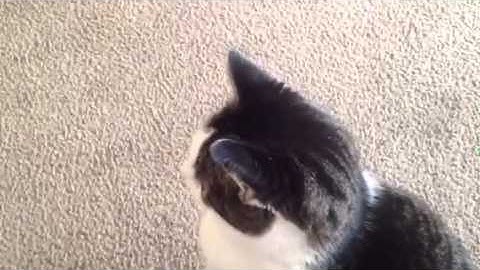 Cat Scratching