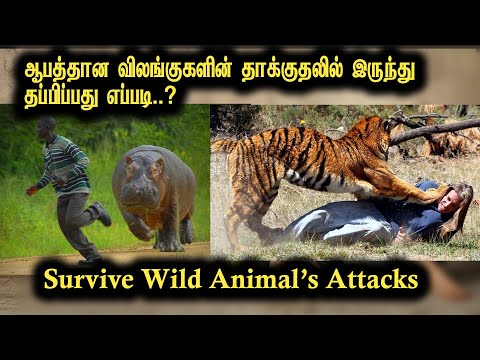 how to survive wild animal attacks | விலங்குகளின் தாக்குதலில் இருந்து தப்பிப்பது எப்படி| MottaMaadi