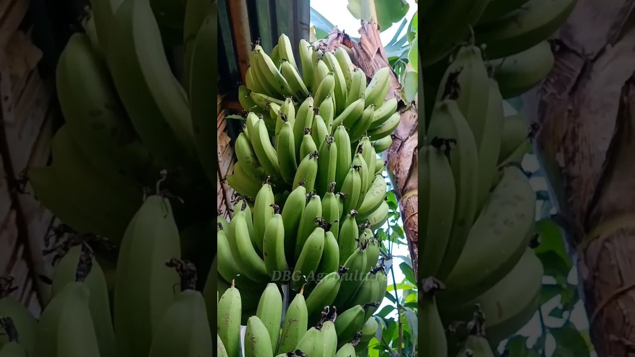 चोरी-चुपके से  केला काटने का सिक्रेट तरीका 😀😀