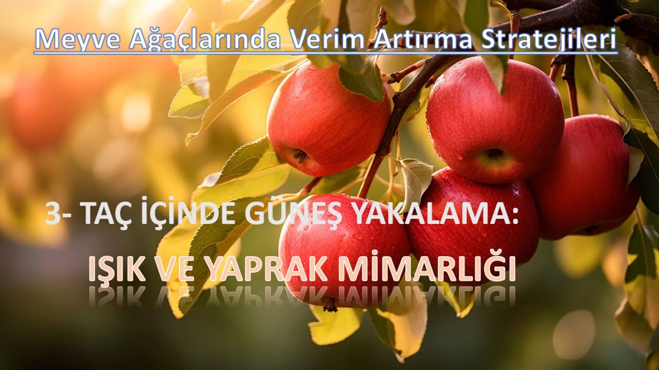 MEYVE AĞAÇLARINDA VERİM ARTIRMA YÖNTEMLERİ | Taç İçinde Güneş Yakalama: Işık ve Yaprak Mimarlığı