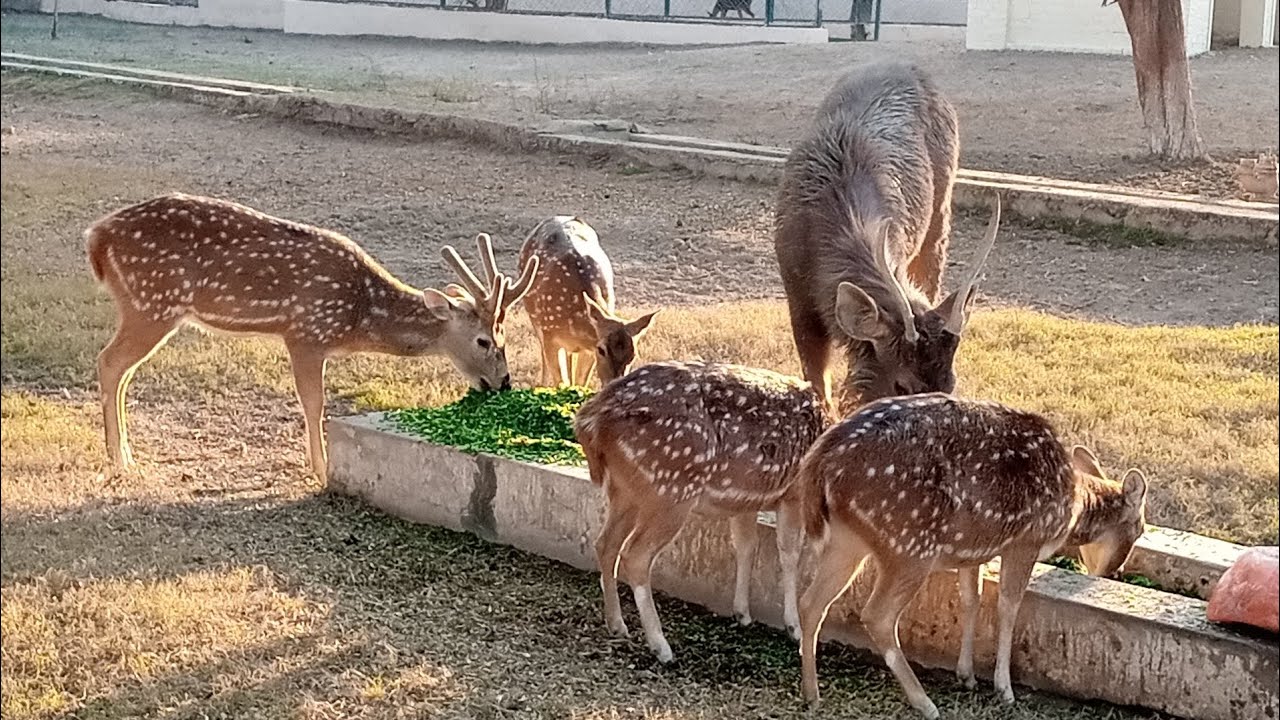 House Of Lions Bahawalpur Zoo. YouTube