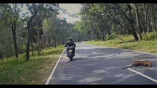 Leopard Almost got hit by my bike | Bandipur Tiger Reserve | Lucky To Be ALIVE #leopard #animallover