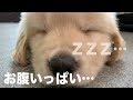 ご飯中に眠ってしまった子犬を再び眠らせました she sleep while eating
