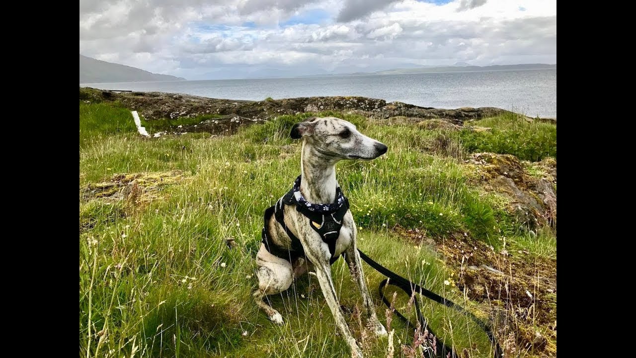 best harness for greyhounds