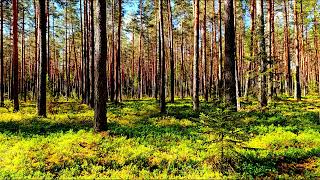 4K Forest Therapy 🌲 Tranquil Birdsong &amp; Healing Nature Sounds