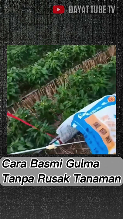 Semprot Basmi Gulma Tanpa Rusak Tanaman Utama #pertanian #tutorial #trending #short