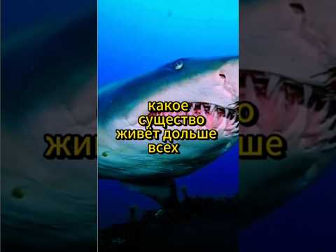 Какое существо живёт дольше всех. #интересно #авызналиэто #собака #кошки #бабочка #цикады