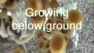 Traditional Chinese Medicine Zhu Ling