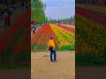 Tulip Garden in Kashmir Valley Srinagar #bollywood #song #movie #travel #mughalgardens #tulip #sgort