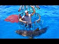 Shark attack test human blood vs fish blood