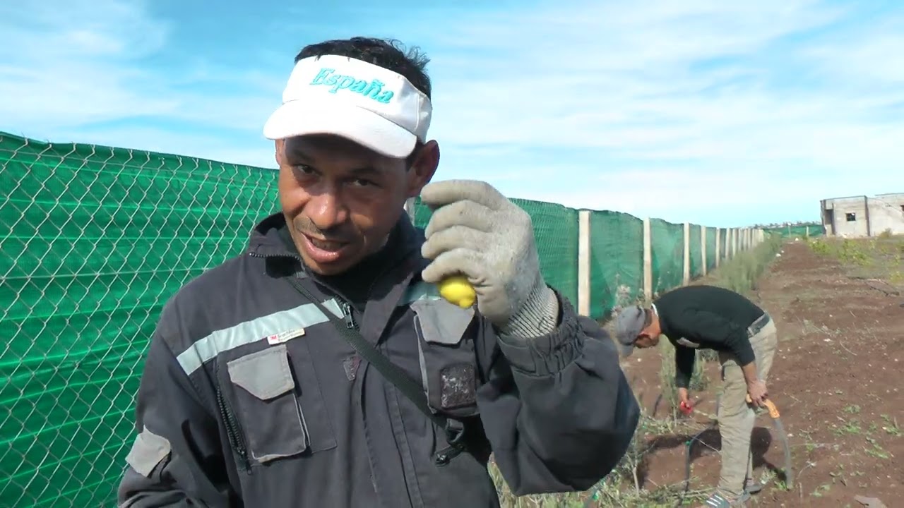 تكوين الاربيكوين وانقاذ شجيرات الحامض المطعم من التحول الجزئي والكلي الى الارنج