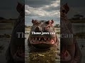 The Most Dangerous Animal in Africa (It’s NOT a Lion!) 🦛🌍 | Shocking Wildlife Facts #shorts