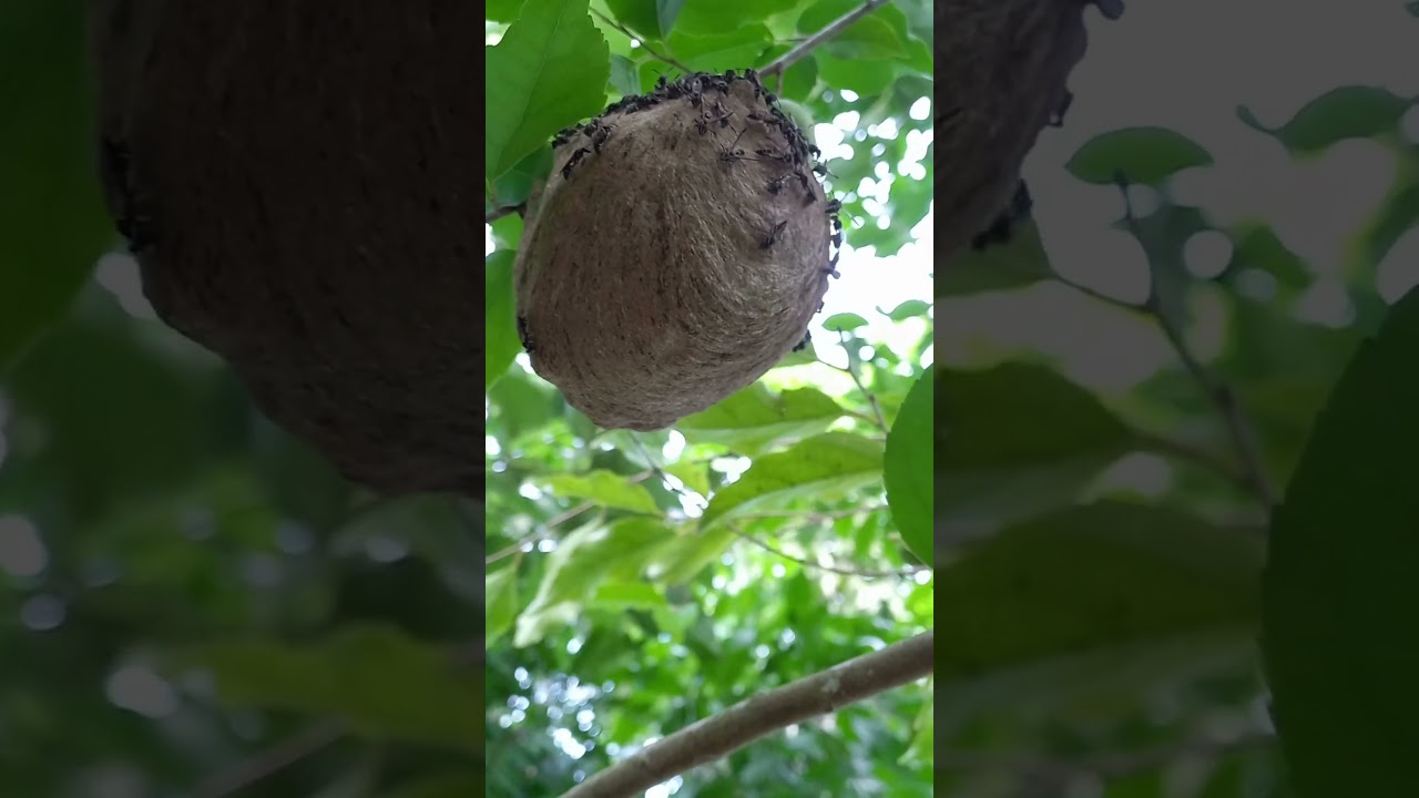 Garden Invaders E6: Wasp and Hornet Edition - Unveiling the Buzzing Battlers!