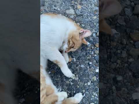 My friend stray cat, which I rarely meet. Let's respect this gentle lady wildly. #cat #straycat #ねこ