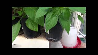 Aji Charapita Pepper, Capsi Frutescens, Pi 260498 - A 25,000 A Kilo