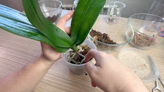 орхидеи лучше пересаживать ТАК после чистки от гниения и Максим для орхидей